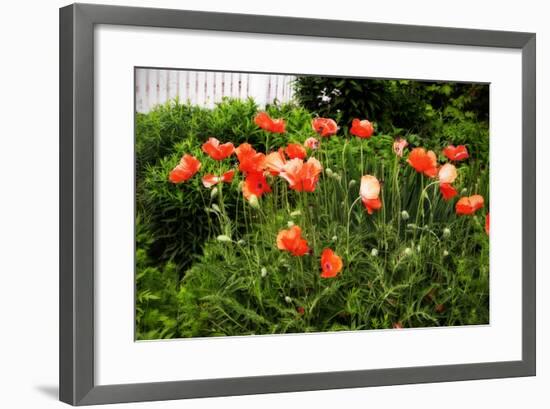 Poppies I-Alan Hausenflock-Framed Photographic Print