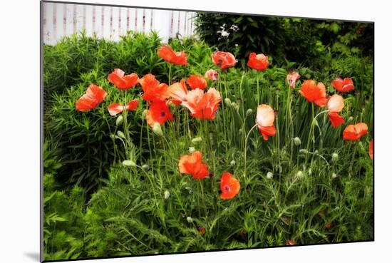 Poppies I-Alan Hausenflock-Mounted Photographic Print