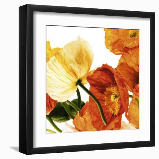 Poppies III-Richard Weinstein-Framed Art Print