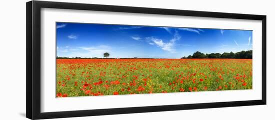 Poppies in a Field, Norfolk, England-null-Framed Photographic Print
