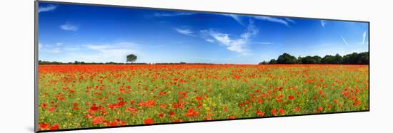 Poppies in a Field, Norfolk, England-null-Mounted Photographic Print