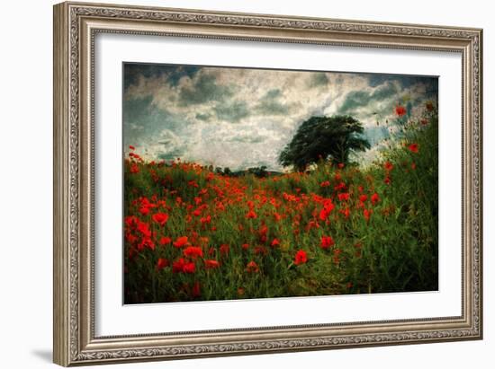 Poppies in a Wild Field-Mark Gemmell-Framed Photographic Print