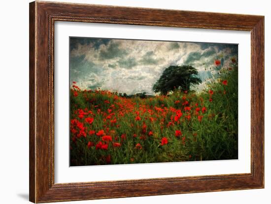 Poppies in a Wild Field-Mark Gemmell-Framed Photographic Print