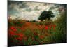 Poppies in a Wild Field-Mark Gemmell-Mounted Photographic Print