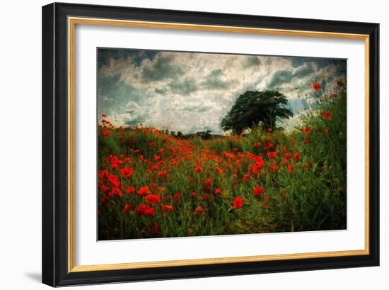 Poppies in a Wild Field-Mark Gemmell-Framed Photographic Print