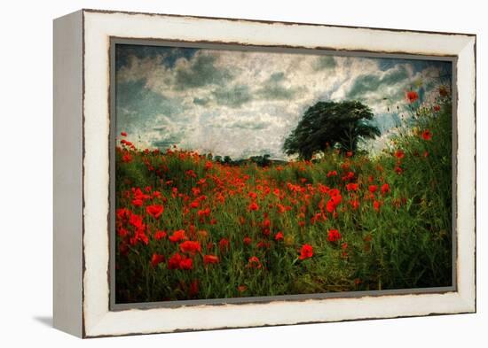 Poppies in a Wild Field-Mark Gemmell-Framed Premier Image Canvas