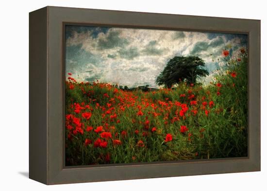 Poppies in a Wild Field-Mark Gemmell-Framed Premier Image Canvas