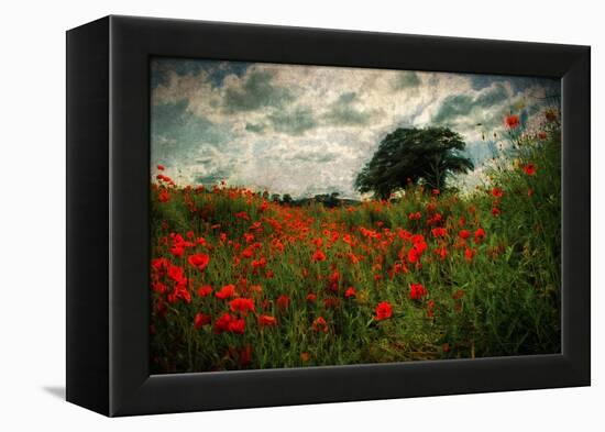 Poppies in a Wild Field-Mark Gemmell-Framed Premier Image Canvas