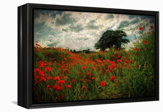 Poppies in a Wild Field-Mark Gemmell-Framed Premier Image Canvas