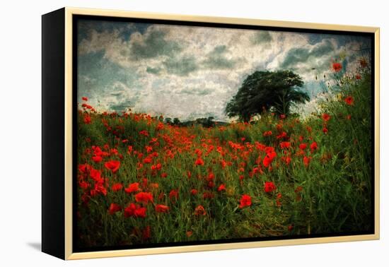 Poppies in a Wild Field-Mark Gemmell-Framed Premier Image Canvas