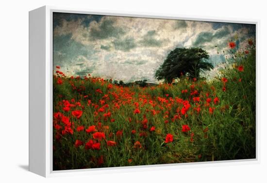 Poppies in a Wild Field-Mark Gemmell-Framed Premier Image Canvas