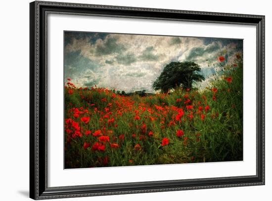 Poppies in a Wild Field-Mark Gemmell-Framed Photographic Print