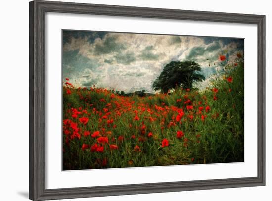 Poppies in a Wild Field-Mark Gemmell-Framed Photographic Print