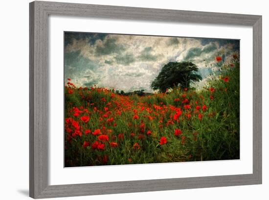 Poppies in a Wild Field-Mark Gemmell-Framed Photographic Print