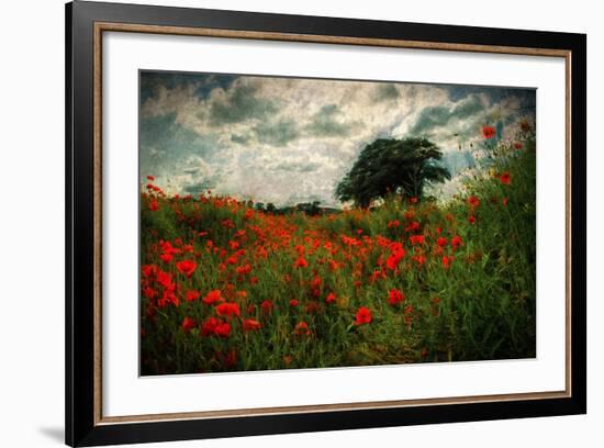 Poppies in a Wild Field-Mark Gemmell-Framed Photographic Print