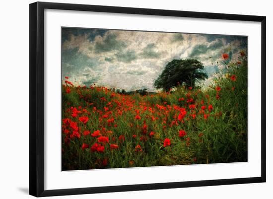 Poppies in a Wild Field-Mark Gemmell-Framed Photographic Print