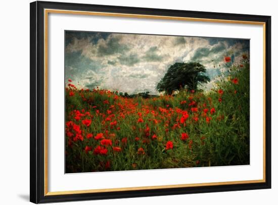 Poppies in a Wild Field-Mark Gemmell-Framed Photographic Print