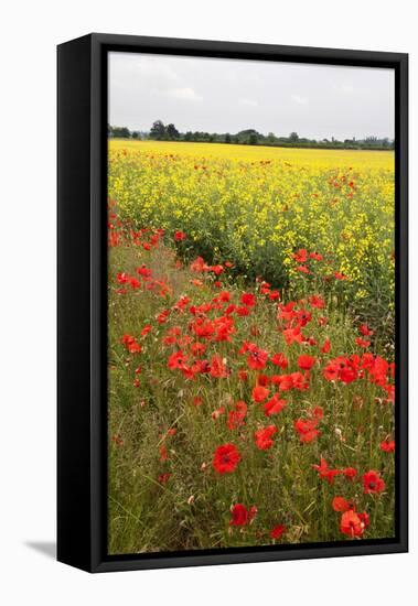 Poppies in an Oilseed Rape Field Near North Stainley-Mark Sunderland-Framed Premier Image Canvas