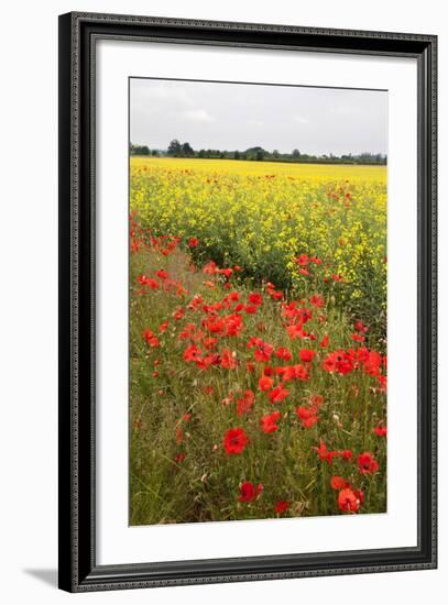 Poppies in an Oilseed Rape Field Near North Stainley-Mark Sunderland-Framed Photographic Print