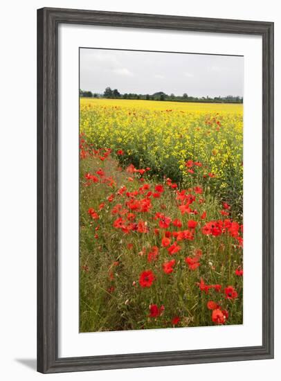 Poppies in an Oilseed Rape Field Near North Stainley-Mark Sunderland-Framed Photographic Print