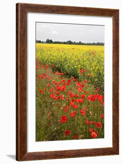 Poppies in an Oilseed Rape Field Near North Stainley-Mark Sunderland-Framed Photographic Print