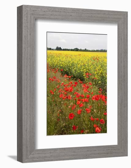 Poppies in an Oilseed Rape Field Near North Stainley-Mark Sunderland-Framed Photographic Print