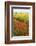 Poppies in an Oilseed Rape Field Near North Stainley-Mark Sunderland-Framed Photographic Print