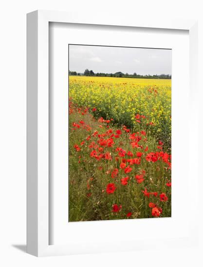 Poppies in an Oilseed Rape Field Near North Stainley-Mark Sunderland-Framed Photographic Print