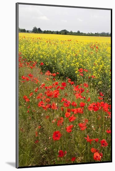 Poppies in an Oilseed Rape Field Near North Stainley-Mark Sunderland-Mounted Photographic Print