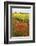 Poppies in an Oilseed Rape Field Near North Stainley-Mark Sunderland-Framed Photographic Print