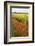 Poppies in an Oilseed Rape Field Near North Stainley-Mark Sunderland-Framed Photographic Print