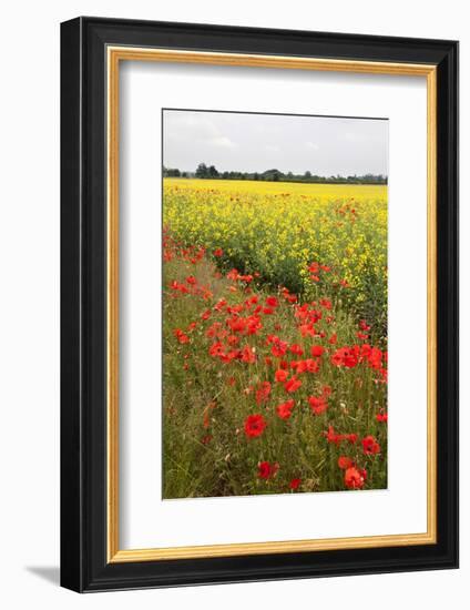 Poppies in an Oilseed Rape Field Near North Stainley-Mark Sunderland-Framed Photographic Print