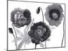 Poppies in Black and white-Neela Pushparaj-Mounted Giclee Print