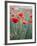 Poppies in Bloom, Washington, USA-Brent Bergherm-Framed Photographic Print