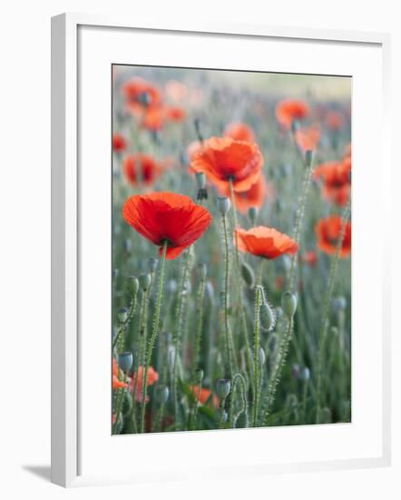 Poppies in Bloom, Washington, USA-Brent Bergherm-Framed Photographic Print