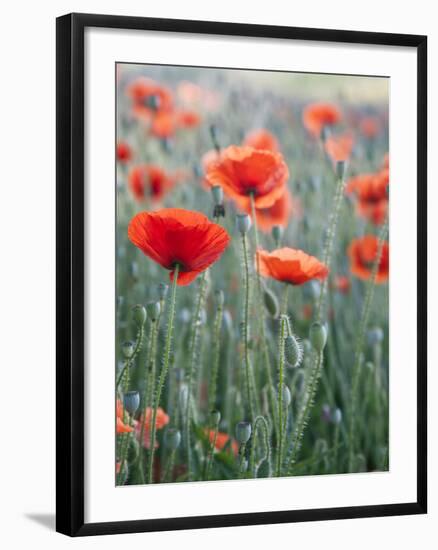 Poppies in Bloom, Washington, USA-Brent Bergherm-Framed Photographic Print