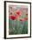 Poppies in Bloom, Washington, USA-Brent Bergherm-Framed Photographic Print