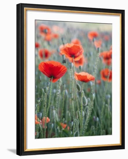 Poppies in Bloom, Washington, USA-Brent Bergherm-Framed Photographic Print