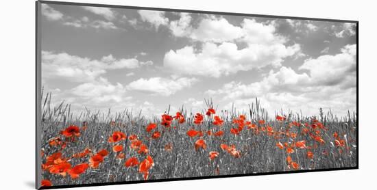 Poppies in corn field, Bavaria, Germany-Frank Krahmer-Mounted Giclee Print