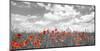 Poppies in corn field, Bavaria, Germany-Frank Krahmer-Mounted Giclee Print