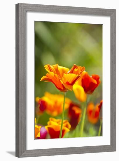 Poppies in Full Bloom, Seattle, Washington, USA-Terry Eggers-Framed Photographic Print