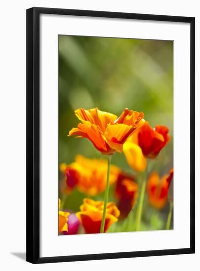 Poppies in Full Bloom, Seattle, Washington, USA-Terry Eggers-Framed Photographic Print