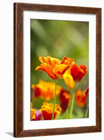 Poppies in Full Bloom, Seattle, Washington, USA-Terry Eggers-Framed Photographic Print