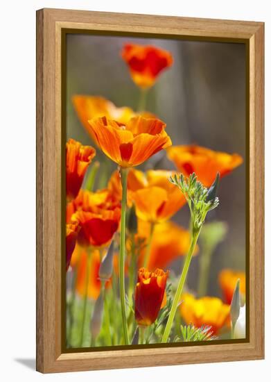 Poppies in Full Bloom, Seattle, Washington, USA-Terry Eggers-Framed Premier Image Canvas