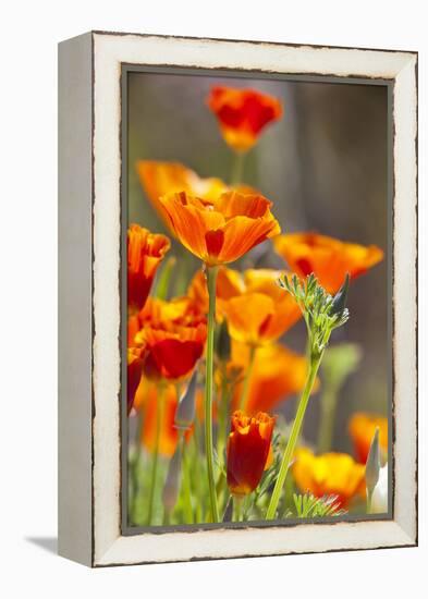 Poppies in Full Bloom, Seattle, Washington, USA-Terry Eggers-Framed Premier Image Canvas
