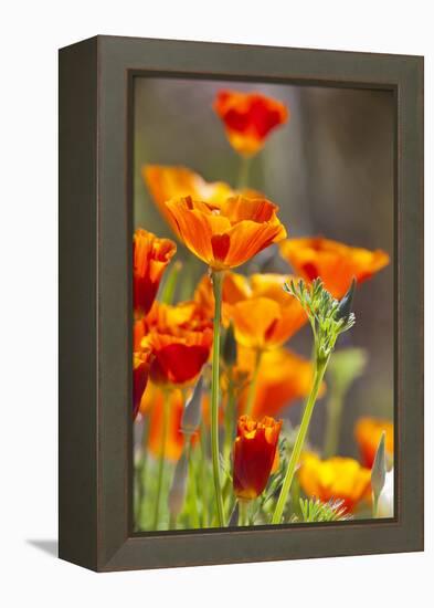 Poppies in Full Bloom, Seattle, Washington, USA-Terry Eggers-Framed Premier Image Canvas