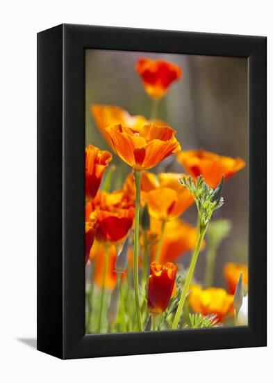 Poppies in Full Bloom, Seattle, Washington, USA-Terry Eggers-Framed Premier Image Canvas