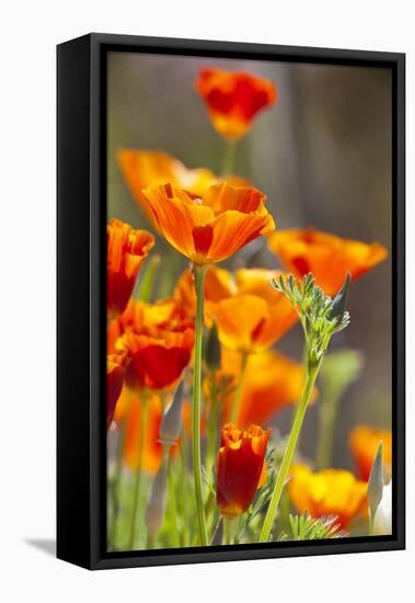 Poppies in Full Bloom, Seattle, Washington, USA-Terry Eggers-Framed Premier Image Canvas