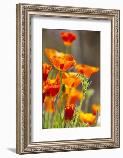 Poppies in Full Bloom, Seattle, Washington, USA-Terry Eggers-Framed Photographic Print