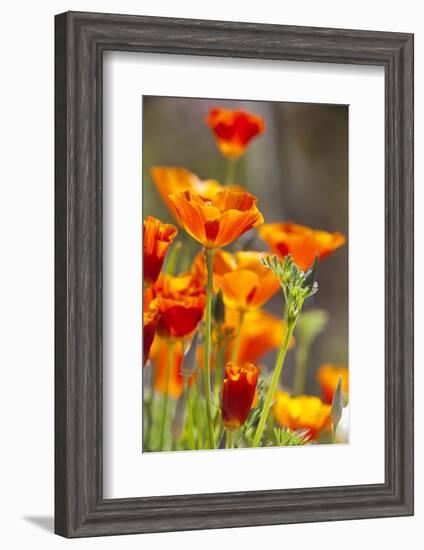 Poppies in Full Bloom, Seattle, Washington, USA-Terry Eggers-Framed Photographic Print